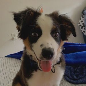 Meet your Posher, Lucyila